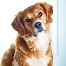 Mi Proyecto del curso: Introducción a la fotografía de perros. Photograph, Portrait Photograph, Studio Photograph, Documentar, Photograph, Lifest, le Photograph & Interior Photograph project by Cheshire Doll - 09.28.2021