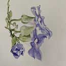 watercolor - my beginnings. Un progetto di Pittura ad acquerello di Laura Schuler - 01.10.2021