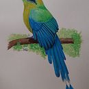 Mi Proyecto del curso: Ilustración naturalista de aves con acuarela. Un proyecto de Ilustración tradicional, Pintura a la acuarela, Dibujo realista e Ilustración naturalista				 de Sandra Amelines - 04.10.2021