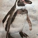 My project in Expressive Animal Portraits in Watercolor course: Cotswold Wildlife Park Series - Penguin. Un proyecto de Ilustración tradicional, Pintura a la acuarela, Dibujo realista e Ilustración naturalista				 de Sharon Brookes - 02.10.2021