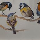 Il mio progetto del corso: Acquerello artistico per illustrazione di animali: gli uccelli. Un proyecto de Ilustración tradicional, Dibujo realista, Ilustración naturalista				 y Pintura a la acuarela de Silvia Biagiotti - 04.10.2021