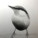 Nuthatch. Traditional illustration project by Maria Broadbridge - 10.05.2021