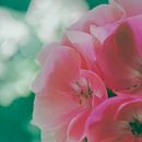 Mi Proyecto del curso: Teoría del color en fotografía by JMRG. Projekt z dziedziny Fotografia, Retuszowanie fotografii, Fotografia c, frowa,  Kompoz, cja w fotografii i Teoria barw użytkownika Juan Manuel Riego Gomez - 03.10.2021