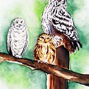 Mon projet du cours : Techniques artistiques d'aquarelle pour illustrer les oiseaux. Een project van Traditionele illustratie, Aquarelschilderen, Realistische tekening y Naturalistische illustratie van Claire Chartier - 08.10.2021
