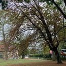 El Nogal - relato corto . Scriere, Creativitate, Stor, telling și Narrativ de csaavedra_arq - 10.08.2021