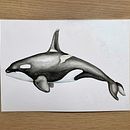Mi Proyecto del curso: Orca. Un proyecto de Ilustración tradicional, Diseño de carteles, Ilustración digital y Manga de Susana - 10.10.2021