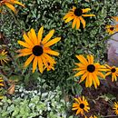 My project in Floral Illustration and Pattern Design course Ein Projekt aus dem Bereich Traditionelle Illustration, Malerei, Musterdesign, Zeichnung und Botanische Illustration von Khyati Bhavsar - 12.10.2021