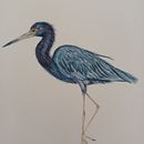 Mi Proyecto del curso: Ilustración naturalista de aves con acuarela . % racali78 tarafından hazırlanan Geleneksel illüstras, on, Sulubo, a Resim, Gerçekçi Çizim, Doğalcı İllüstras, Ve on projesi - 10.14.2021