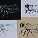 Mon projet du cours : Illustrer la nature : une exploration créative. Ilustração tradicional, Pintura, Desenho, Pintura em aquarela, Ilustração com tinta e Ilustração naturalista projeto de claude_hamel9 - 12.10.2021