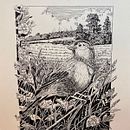 My project in Dip Pen and Ink Illustration: Capturing The Natural World course. Un projet de Esquisse , Dessin, Dessin artistique, Carnet de croquis, Illustration à l'encre et Illustration naturaliste de Linda Hoenigsberg - 19.10.2021