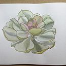 Mi Proyecto del curso: Sketchbook botánico: una aproximación meditativa. Een project van Traditionele illustratie,  Schetsen,  Tekening, Sketchbook, Aquarelschilderen y  Botanische illustratie van Julie Million - 19.10.2021