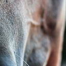 Horse beauty. Een project van Fotografie van Annachiara Varini - 20.10.2021