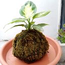 Mi Proyecto del curso: Kokedamas: crea macetas naturales de musgo. Een project van Craft, Interieurontwerp, L, scaping,  Interieurdecoratie, DIY y Bloem- en plantenschikken van Juan Gonzalez - 22.10.2021
