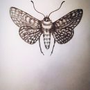 moth. Een project van Traditionele illustratie y Schilderij van Jazz - 24.10.2021