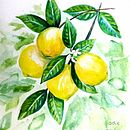 Mi Proyecto del curso: Ilustración botánica con acuarela - Limones en Invierno. Un projet de Illustration traditionnelle, Beaux Arts, Peinture, Dessin, Aquarelle et Illustration botanique de Stephanie Charpentier - 25.10.2021