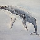 Tecnicas de ilustración nauralista: ballenas en acuarela . Een project van Aquarelschilderen van MANUEL BOROBIO DE MIGUEL - 30.10.2021