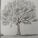 Sketch of an Oak Tree. Un proyecto de Ilustración tradicional de Ilias Zervas - 30.10.2021