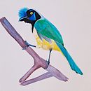 Green Jay. Un progetto di Illustrazione tradizionale, Pittura ad acquerello, Disegno realistico e Illustrazione naturalistica di Anna G. - 01.11.2021