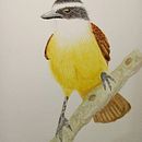 Mi Proyecto del curso: Ilustración naturalista de aves con acuarela. Un proyecto de Ilustración tradicional, Pintura a la acuarela, Dibujo realista e Ilustración naturalista				 de Mariel Mogollón Luna - 06.11.2021