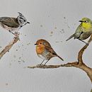 My project in Artistic Watercolor Techniques for Illustrating Birds course Ein Projekt aus dem Bereich Traditionelle Illustration, Aquarellmalerei, Realistische Zeichnung und Naturalistische Illustration von martagalofrealos - 08.11.2021