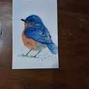 My project in Artistic Watercolor Techniques for Illustrating Birds. Traditional illustration, Watercolor Painting, Realistic Drawing, and Naturalistic Illustration project by Christine Hyde - 11.03.2021