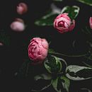 Perfumería y cosmética Gotas de flores. Projekt z dziedziny Portale społecznościowe, Marketing c, frow, Marketing treści, Marketing na Facebooku i Marketing na Instagramie użytkownika Natalia Seewald - 29.11.2021