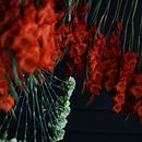 Instalación colgante. Floral, Plant Design, and Photograph project by Savia Bruta Flower School - 11.11.2021