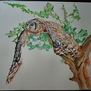 Verreaux's Eagle Owl in flight. Een project van Schilderij van Charl van Staden - 26.10.2021