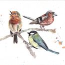 My project in Artistic Watercolor Techniques for Illustrating Birds course. Un proyecto de Ilustración tradicional, Pintura a la acuarela, Dibujo realista e Ilustración naturalista				 de liakhulia - 12.11.2021