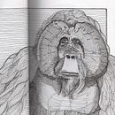 Meu projeto do curso: Ilustração com tinta e bico de pena: registre o mundo natural. Sketching, Drawing, Artistic Drawing, Sketchbook, Ink Illustration, and Naturalistic Illustration project by pivato - 11.14.2021