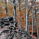 Autumn in the beech forest. Italy . Fotografia, Fotografia Lifest, e le projeto de mariapiafestini - 15.11.2021