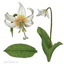 Native Plants of the PNW- Willamette Valley. Traditional illustration project by sb3ksavoy - 11.16.2021
