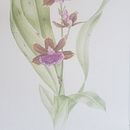 Ilustração Botânica. Un progetto di Belle arti, Pittura, Disegno, Pittura ad acquerello, Disegno realistico e Illustrazione botanica di Antonio Schrega - 16.11.2021