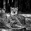 Black & White Bird & Animal Photography. Photograph project by Annie Wood - 11.16.2021