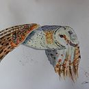 My project in Artistic Watercolor Techniques for Illustrating Birds course. Een project van Traditionele illustratie, Aquarelschilderen, Realistische tekening y Naturalistische illustratie van Charl van Staden - 16.11.2021