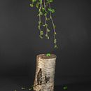 200 gram lupin - experiments with natural dye. Tingimento têxtil projeto de Karin Granstrand - 18.11.2021