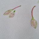 Meu projeto do curso: Ilustração botânica com aquarela. Een project van Traditionele illustratie,  Beeldende kunst, Schilderij,  Tekening, Aquarelschilderen y  Botanische illustratie van Annelise Sterzik - 21.11.2021