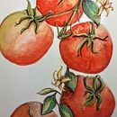 Tomates. Un projet de Illustration traditionnelle , et Aquarelle de claudia regina - 22.11.2021