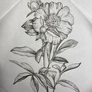 My project in Introduction to Etching Tattoos course. Projekt z dziedziny Projektowanie tatuaż użytkownika Martina Spinelli - 24.11.2021
