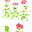 Mi Proyecto del curso: Acuarela botánica: ilustra la anatomía de las flores. Projekt z dziedziny Tradycyjna ilustracja,  Sztuki piękne,  Malarstwo,  Rysunek, Malowanie akwarelą i Rysunek botaniczny użytkownika soycalero - 24.11.2021