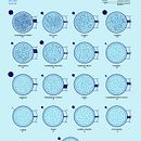 Densidad de Población por Comunidades Autónomas en España. Information Design, Interactive Design & Infographics project by Francisco Javier Vega Cabello - 11.27.2021
