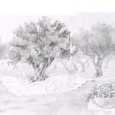 8-year-old kids harvesting olives. Un projet de Illustration traditionnelle, Esquisse , Dessin au cra, on, Dessin, Dessin anatomique, Beaux Arts , et Dessin artistique de velhadaldeia - 30.11.2021
