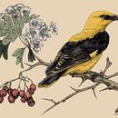 Illustrazione naturalistica a penna: Rigogolo su Biancospino. Een project van Traditionele illustratie,  Tekening, Realistische tekening y Naturalistische illustratie van mattiabardini.98 - 30.11.2021