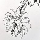 𝐶𝑒𝑠𝑡𝑟𝑢𝑚 𝑁𝑜𝑐𝑡𝑢𝑟𝑛𝑢𝑚 . Ilustrație tradițională, Ilustrație botanică și Design tatuaj de Karine Ferreira - 12.01.2021