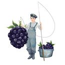 Illustration for fruit wine labels  Ein Projekt aus dem Bereich Traditionelle Illustration von Anna Mayson - 23.01.2021