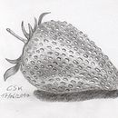 My Drawings. Projekt z dziedziny Trad, c i jna ilustracja użytkownika Carmen Stange - 02.12.2021