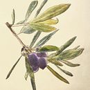 Il mio progetto del corso: Disegno botanico realistico ad acquerello. Design, Ilustração tradicional, Artes plásticas, Pintura, Pintura em aquarela e Ilustração botânica projeto de ALESSANDRO AGOSTINO - 02.12.2021
