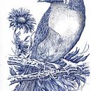 My project in Naturalist Illustration with Ballpoint Pen  course. Un proyecto de Ilustración tradicional, Dibujo, Dibujo realista e Ilustración naturalista				 de Afroditi Mavroeidi - 30.11.2021