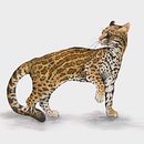 Tigrillo - Ilustración científica de animales en acuarela. Un proyecto de Ilustración tradicional, Pintura a la acuarela, Dibujo realista e Ilustración naturalista				 de Eduardo Parás Salazar - 05.12.2021