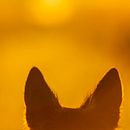 Sunset dogs. Un proyecto de Fotografía de iwona_3 - 07.12.2021